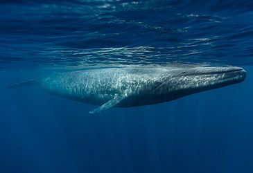 The blue whale's diet consists primarily of what food?