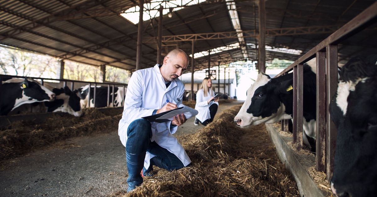 A serious disease threatens Australia's $80 billion livestock industry ...