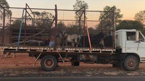 Men caught in the act allegedly poaching wild goats in NSW