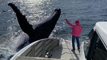 The humpback whale breached right night to the boat. 