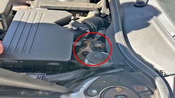 A US fire crew has rescued a dog after it got stuck in the engine compartment of a car.