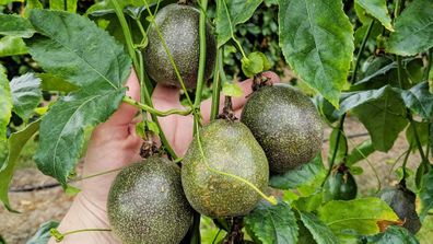 Passionfruit vines produce fruit all year in some parts of Australia, with a summer flush and a winter flush