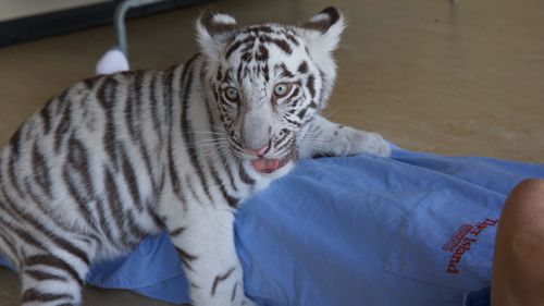 The pair take the number of cubs to five at Dreamworld's Tiger Island. (Supplied/ Dreamworld)