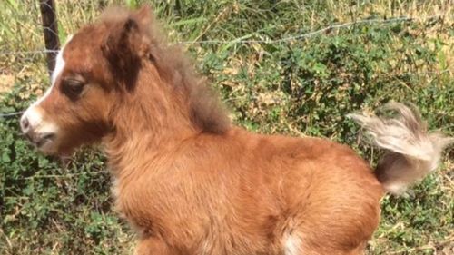 Carcass of stolen miniature pony dumped at owner’s home in Queensland 