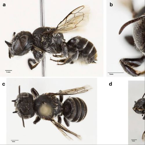 New bee discovered in WA