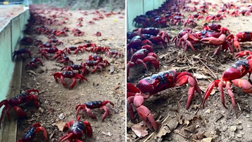Christmas Islands red crabs 