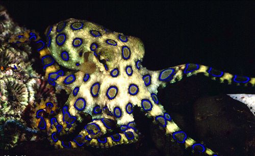 The blue-ringed-octopus has a toxin in its saliva that can be fatal within minutes if untreated.
