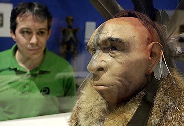 Which taxonomic family did Neanderthals belong to?