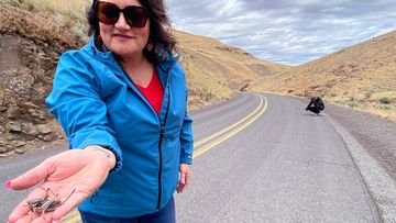 April Aamodt holds a Mormon cricket that she found in Blalock Canyon near Arlington, Oregon.