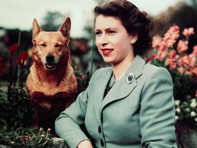The Queen with a corgi in 1952