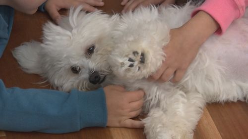 Monty the Maltese Terrier has made a full recovery.