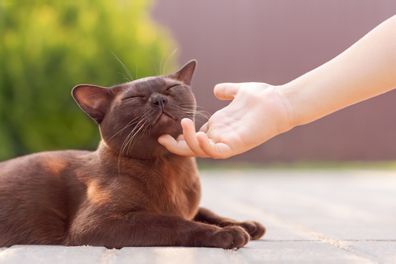 Burmese cat