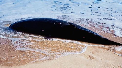 A Blainville's beaked whale wwashed up dead on a NSW beach today.