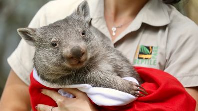 Baby Animals First Christmas