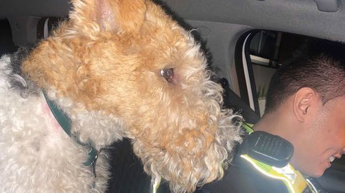 Allegedly stolen therapy dog returned to owner on Christmas Day.