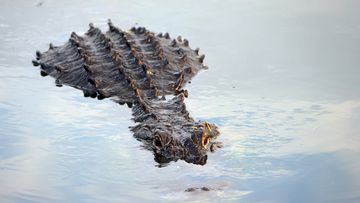 DELRAY BEACH, FLORIDA - JULY 09: An alligator navigates the waterway at the Wakodahatchee Wetlands on July 09, 2021 in Delray Beach, Florida. (Photo by Bruce Bennett/Getty Images)