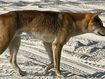 Authorities are investigating the death of a dingo on K&#x27;gari after a man allegedly used a spear gun on the island.