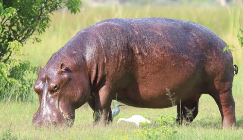 Hippos are among the world's most dangerous animals. 