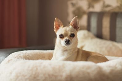 Light brown chihuahua lying on couch.