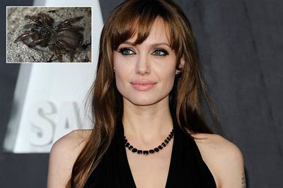 Aptostichus angelinajolieae is a species of trapdoor spider named after Angelina Jolie. Can you see the resemblance?