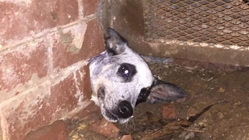 Dog's head wedged in smallest of holes in Sydney home