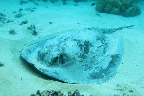 The boy was injured by the stingray while swimming in Munster yesterday. Pictured is supplied image of a stringray from 2014. (AAP)