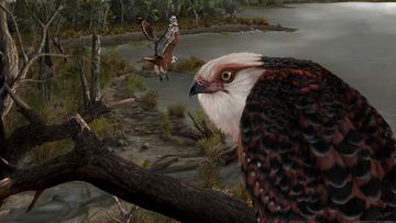 The newly discovered species, Archaehierax sylvestris, is one of the oldest eagle-like raptors in the world.
