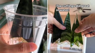 Snake plant cutting with roots after being propagated in water