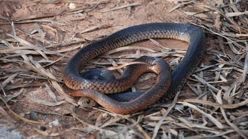 Five bitten by snakes in one day in Queensland