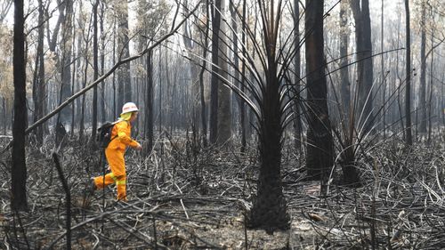 A volunteer searches burnt bushland south of Port Macquarie for injured koalas and wildlife.