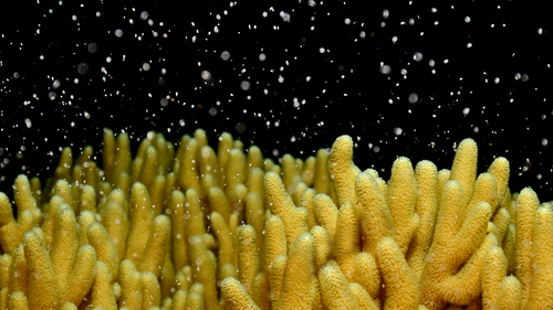 A coral spawns on the Great Barrier Reef.