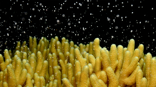 A coral spawning on the Great Barrier Reef.