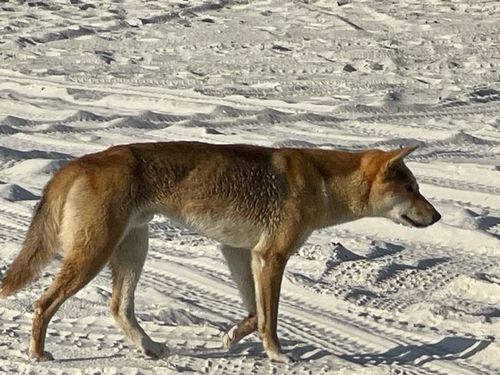 wongari dingo K'Gari