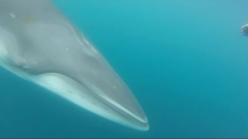 Minke whales are among the most mysterious of whale species.
