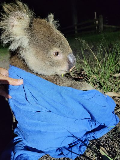 Koala rescued in NSW