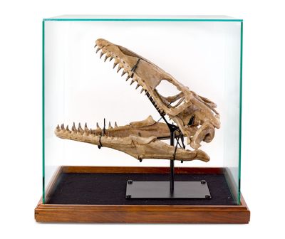 <strong>A mounted Mosasaur skull,
late cretaceous period </strong>