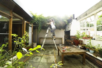 A woman stands on a ladder to trim overgrown creepers and ivy on a covered walkway/pergola with gardening sheers in a backyard. Early morning sunlight shining into lens. Garden renovations.