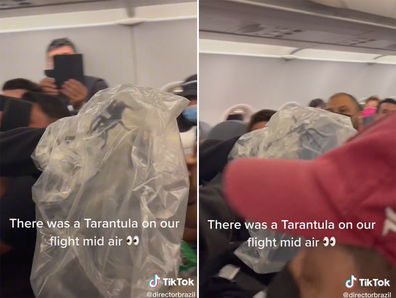 Tarantula captured on commercial flight