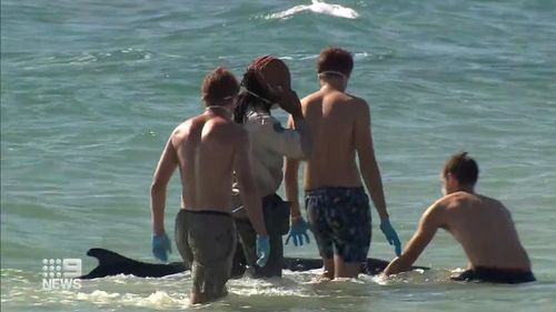 A group of beach-goers jumped in to help save an injured whale in the waters of Port Willunga. 