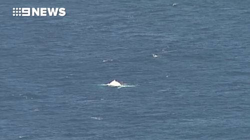 It is not yet confirmed if the whale is Migaloo. (9NEWS)
