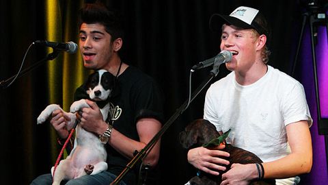 One Direction perform gig with puppies on their laps