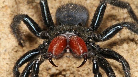 Thirsty Male Trapdoor Spiders Face Fierce Predators To Look For Females Who Refuse To Leave Their Burrows Nine Com Au