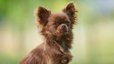 Chihuahuas 