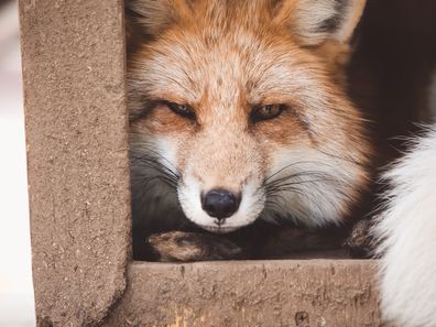 A fox peering out at Fox Village in Japan.