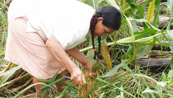 Tsimane woman