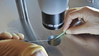 A scientist at work during an IVF process.