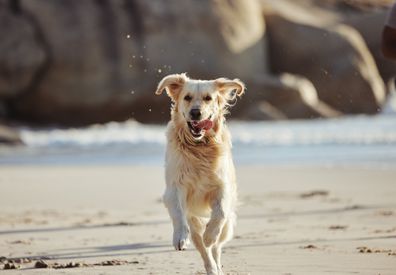 Dog at the beach stock