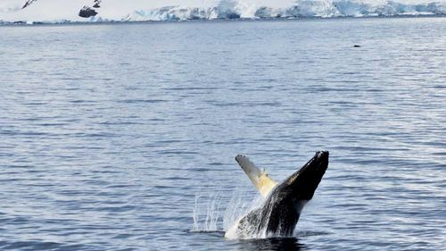 Antartica breaching humpback whale