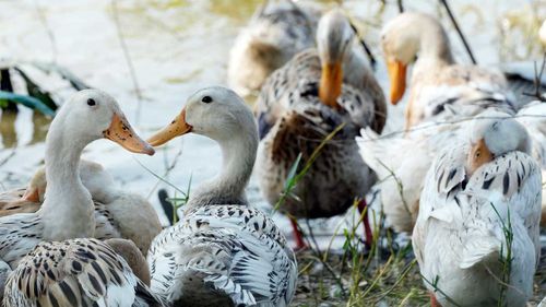 Canards dans le village cambodgien où une fille a contracté la grippe aviaire.