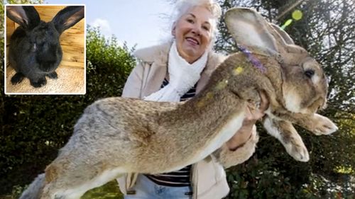 Gigantic rabbit bred by former Playboy bunny dies in O'Hare airport mystery 